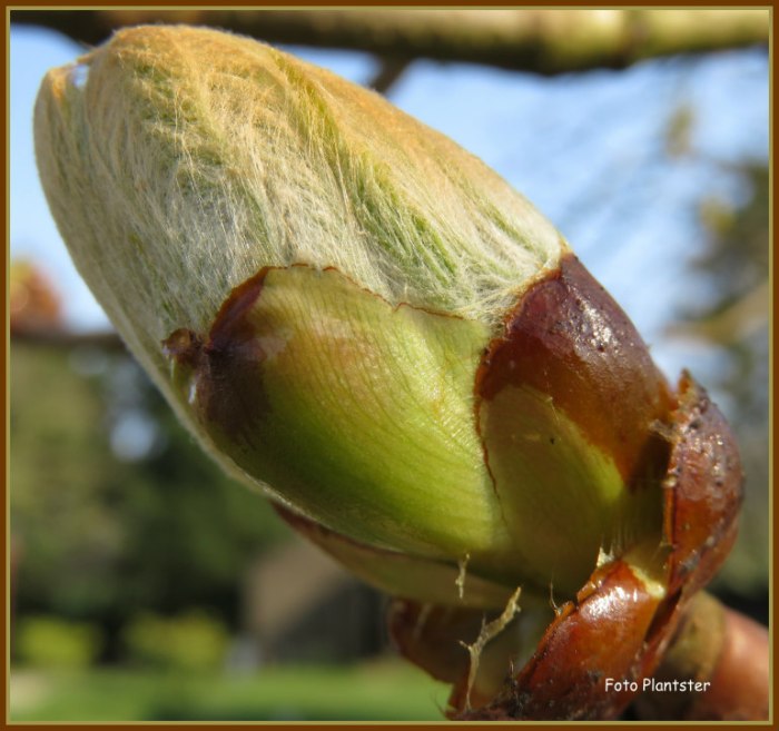 Wilde kastanje in knop