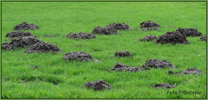 img_3622-Omhoog gedrukt 01 -2018