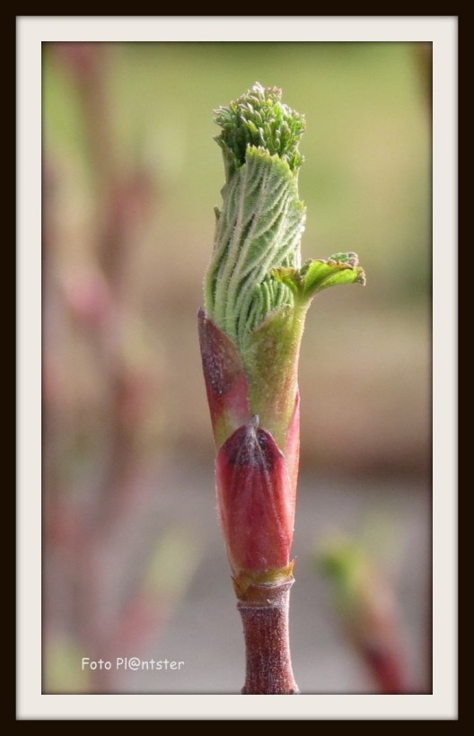 IMG_6615 - kopie (2)