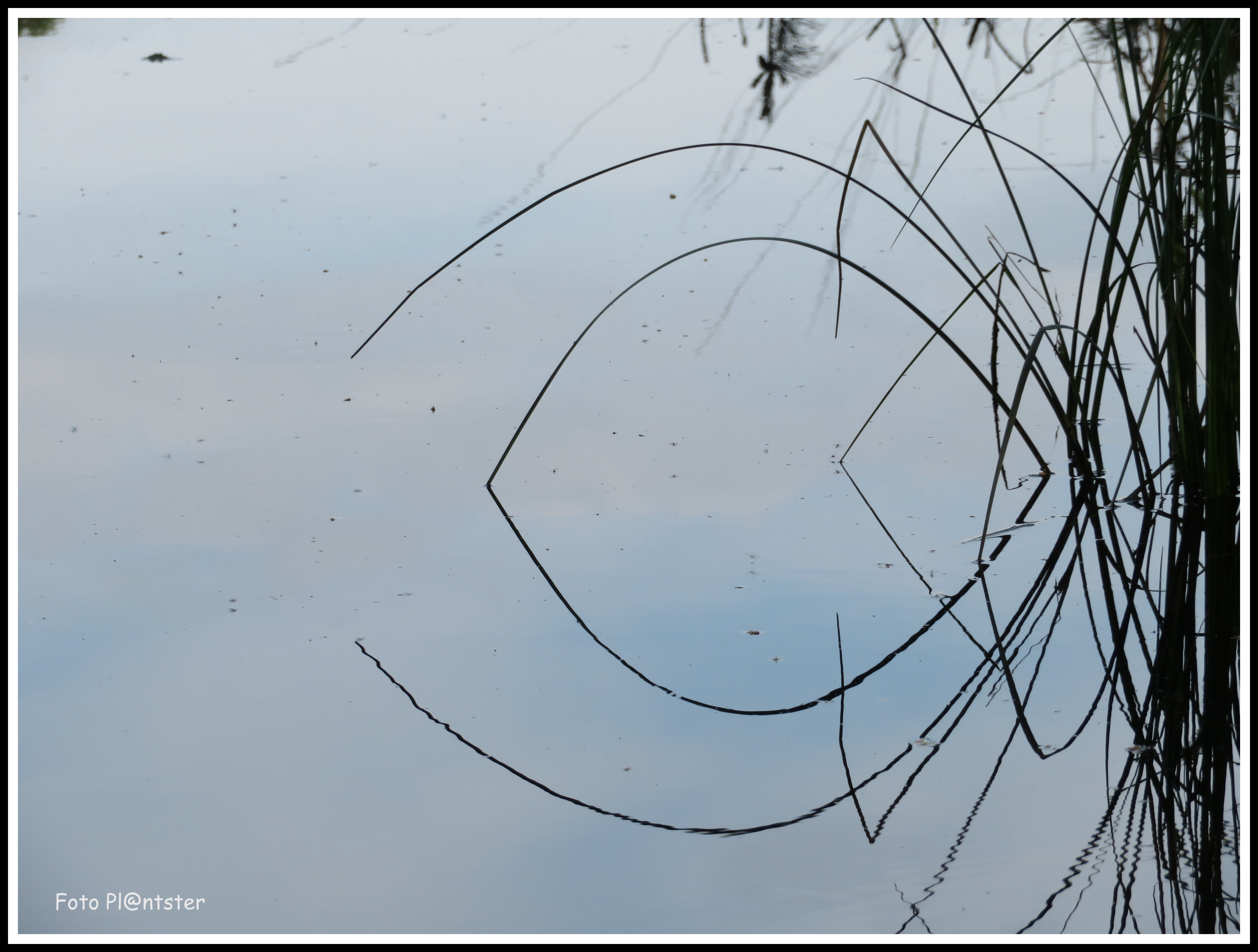 Oogje | Groene Vingers