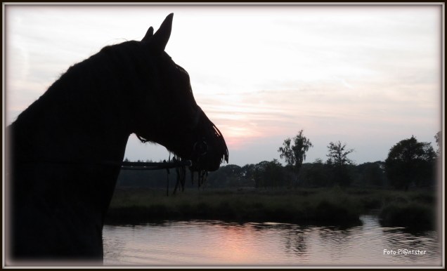 IMG_1203 - kopie (2)