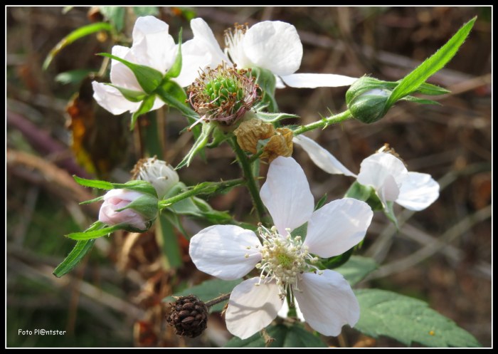 IMG_0643 - kopie.JPG