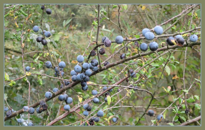 IMG_0139  Bessen.jpg