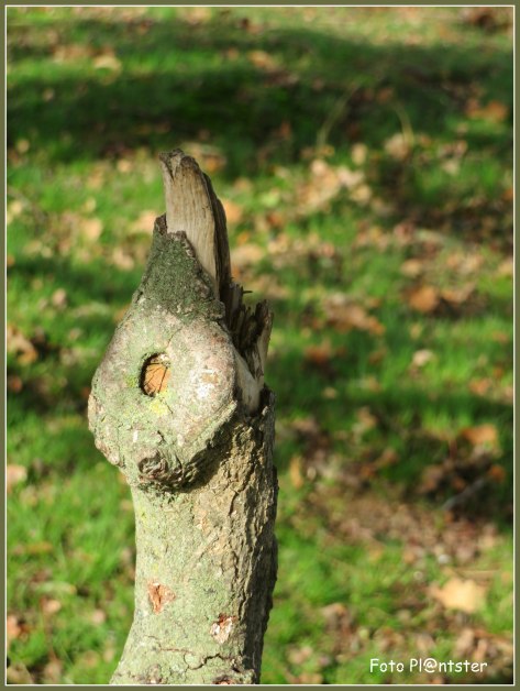 IMG_0785 Reikhalzend.jpg