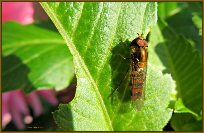 IMG_1242 Insect op dahlia blad.jpg