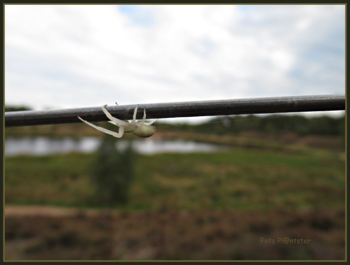 IMG_5938  spin aan afrasteringsdraad.jpg