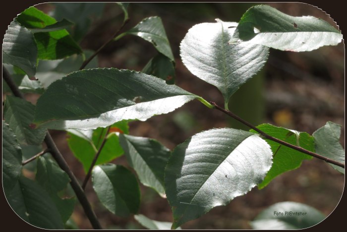 IMG_6063 Lichtinval blad.jpg