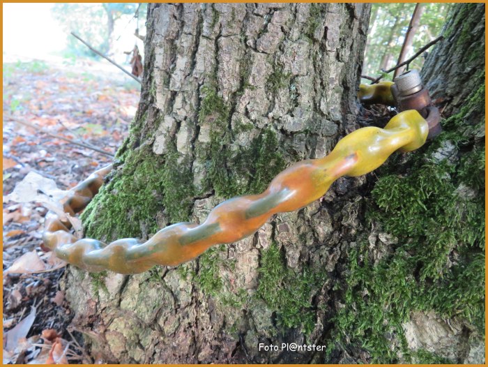 IMG_6367 oranje ketting boom.jpg