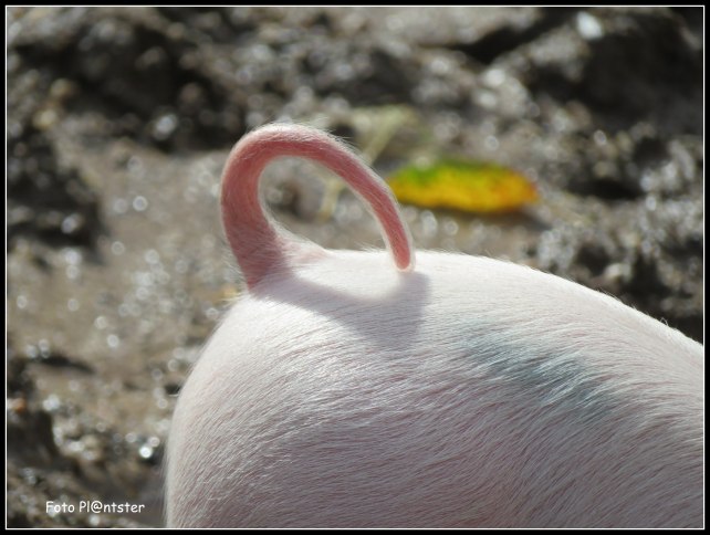 IMG_6518 Het krult.jpg