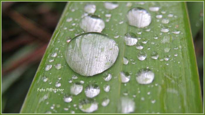 IMG_6942Waterdruppel.jpg
