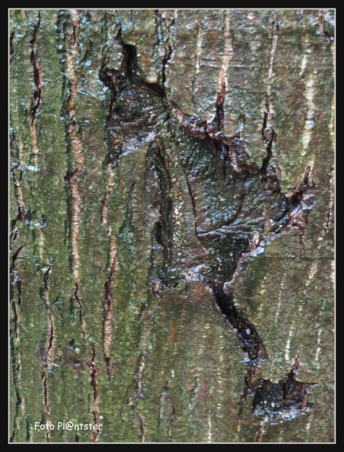 IMG_7130  Boomstam.jpg