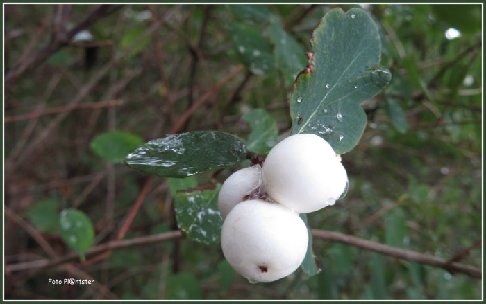 IMG_7134 witte kornoeltje