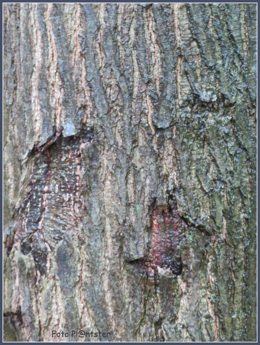 IMG_7172 Boom stam.jpg