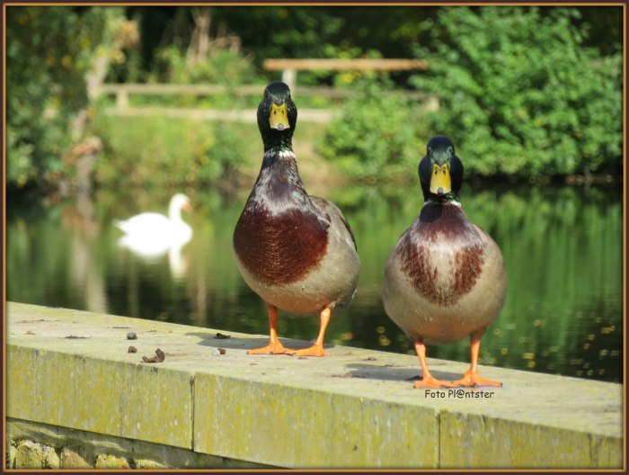 IMG_7794 Twee eenden