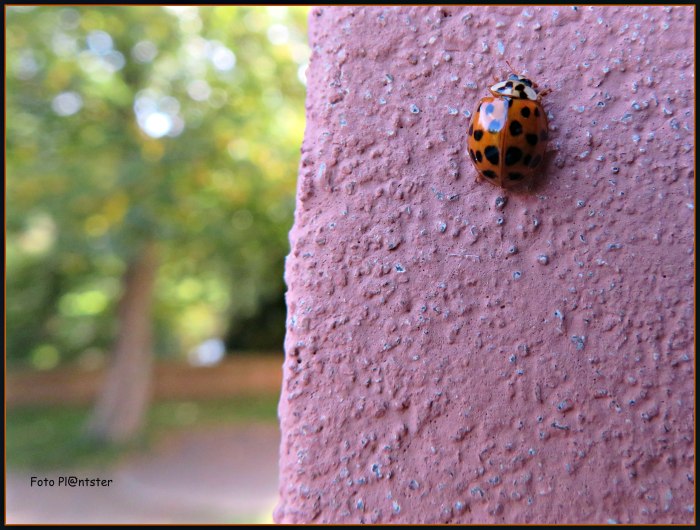 IMG_7821 Lieveheersbeestje