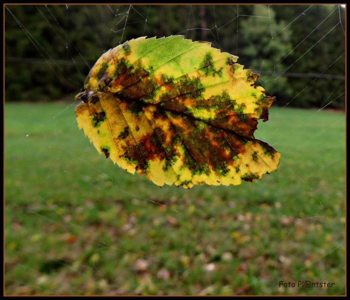 IMG_8326  Herfstblad.jpg