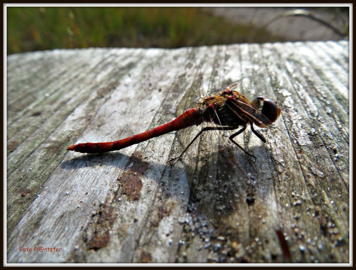 IMG_0272  Libelle rust.jpg