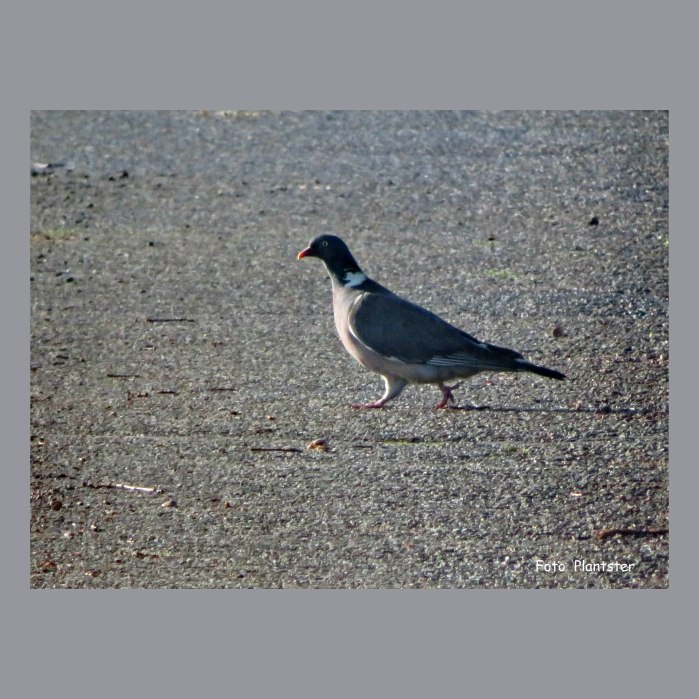 IMG_1690 Duif op straat.jpg