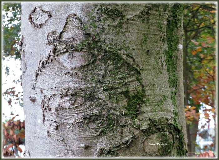 IMG_1802    Punt hoofd.jpg