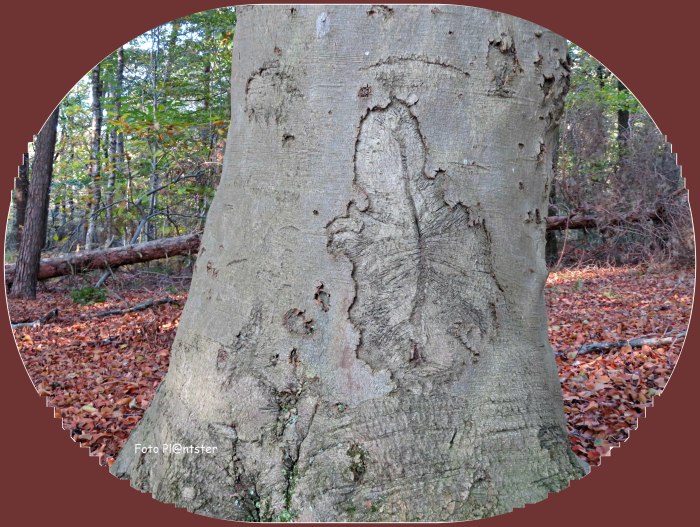 IMG_2137 Boomblad op stam.jpg