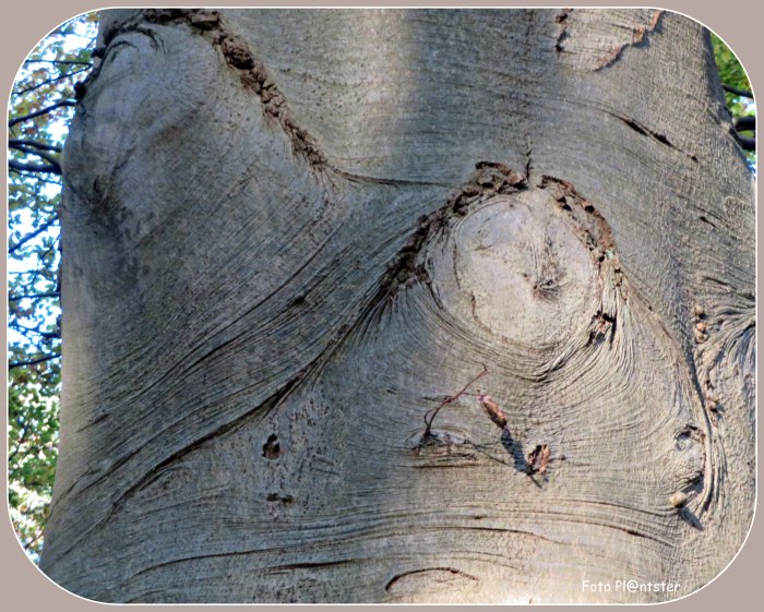 IMG_2141    Smurf.jpg