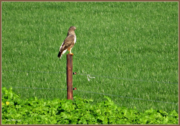 IMG_2406   Buizerd.jpg