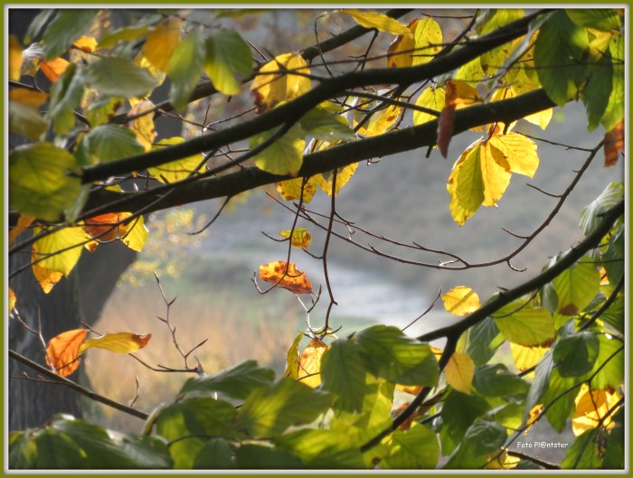 IMG_3307  Mooi stukje natuur.jpg