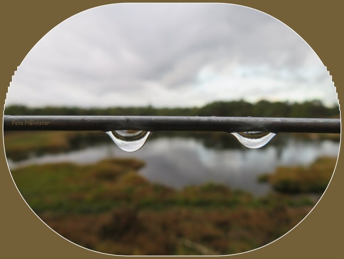 IMG_6906  Twee regendruppels.jpg