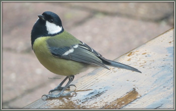 Met een kijkje naar buiten