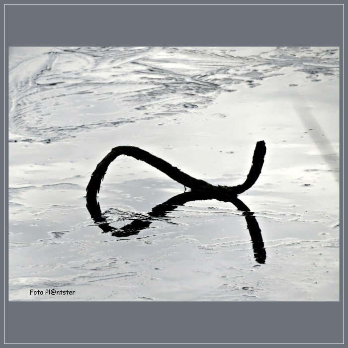 Als een vis in het water