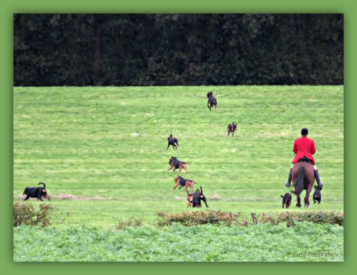 IMG_1655   Paard en hond.jpg
