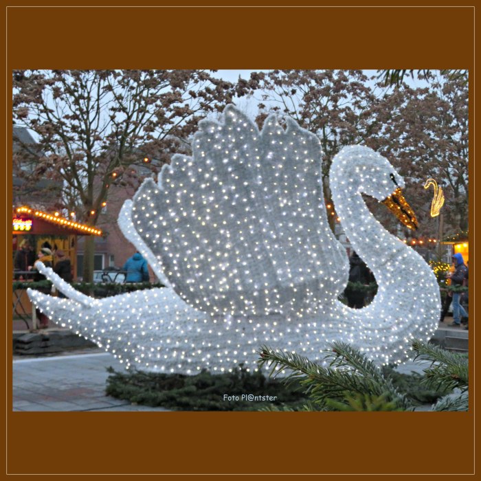 IMG_4688      Sierlijk als een zwaan.jpg