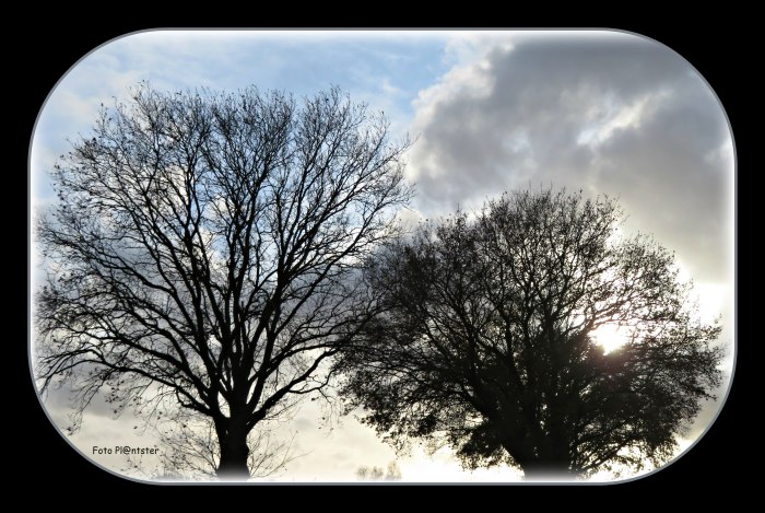 IMG_5015      Zonder blad.jpg