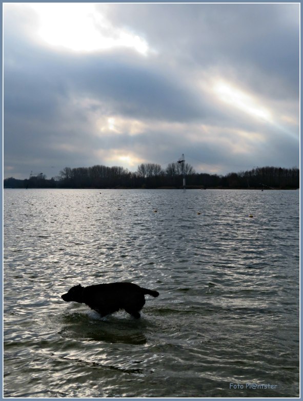 IMG_5139     Sihouet hond.jpg