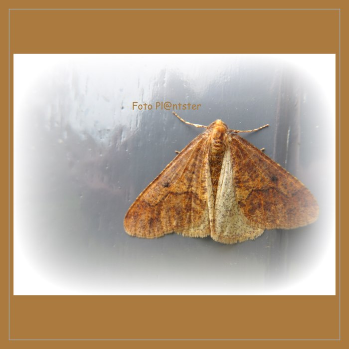 IMG_5597    Een dot van een mot.jpg