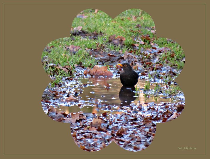 IMG_5770     In modderpoel.jpg