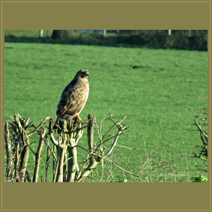 Buizerd op heg.jpg