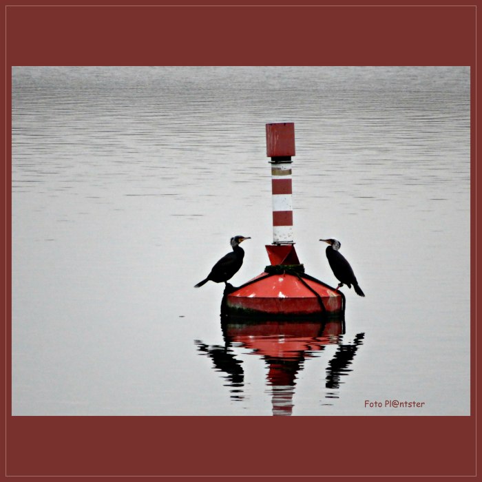 IMG_8262    Aalscholvers in balans.jpg