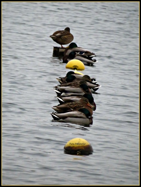 IMG_8406 Op het rijtje te hebben.jpg