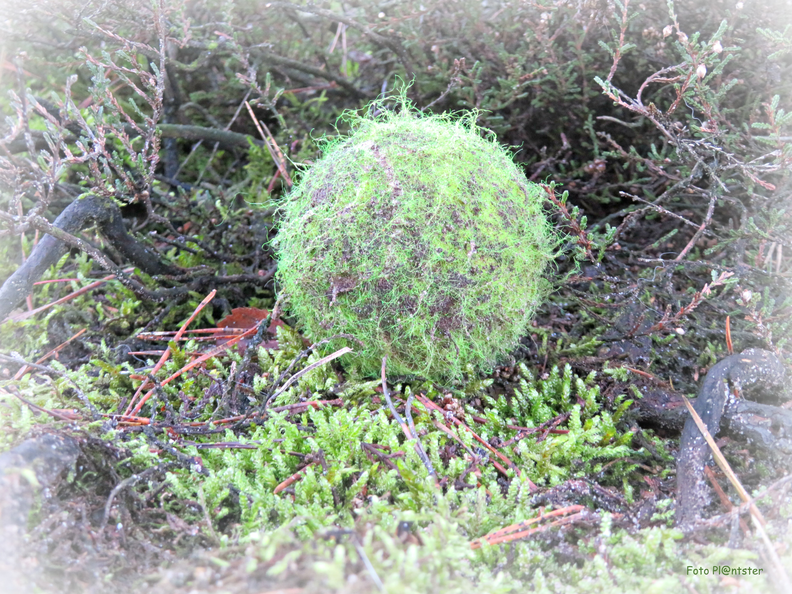 IMG_8730 Een balletje opgooien