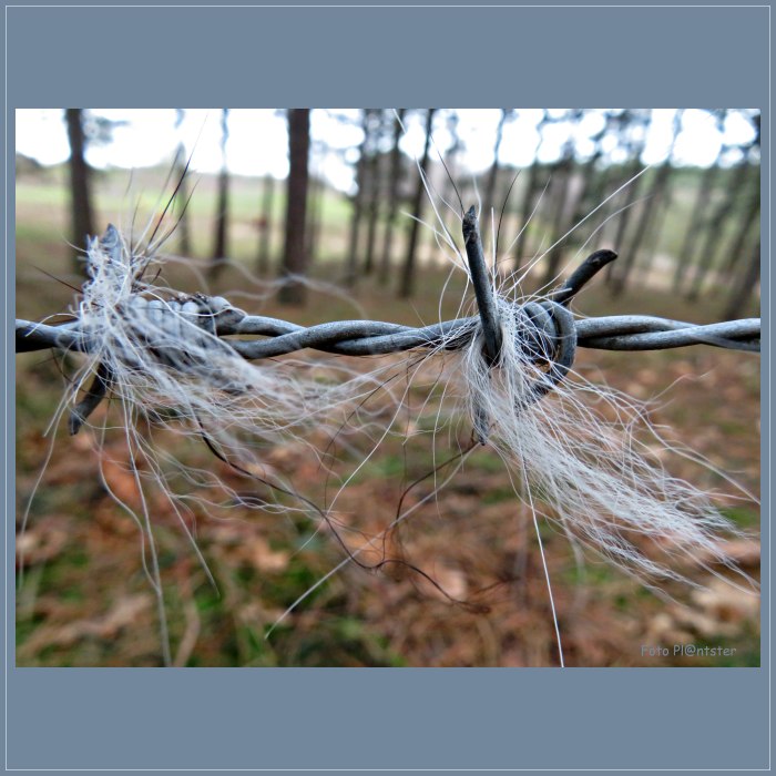 IMG_9616 Grijze haren