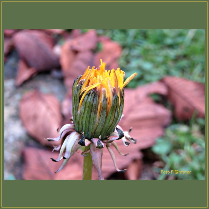 IMG_1779 De eerste paardenbloem