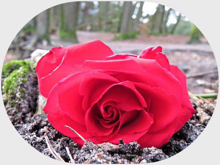 IMG_1870 Roos gelegen