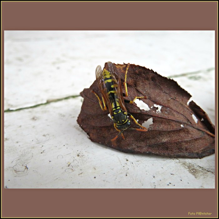 IMG_3624 De eerste van dit jaar