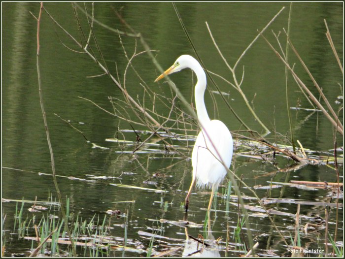 IMG_4789 Witte reiger