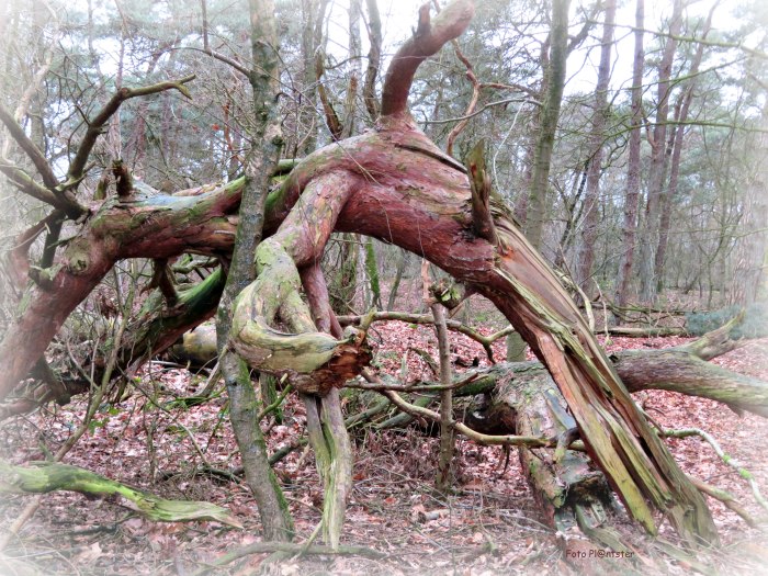 Gebo(r)gen in de natuur