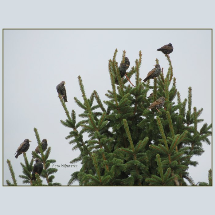 IMG_5331 Zwerm spreeuwen