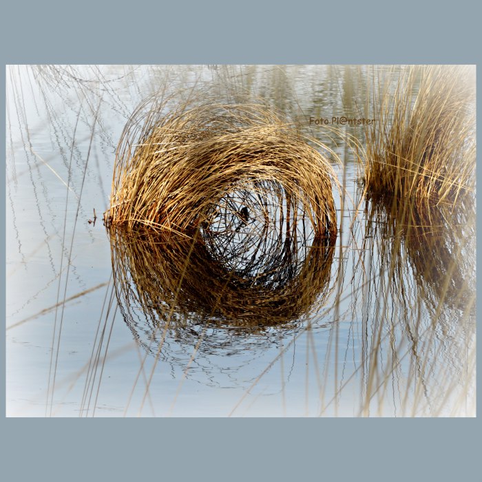 IMG_5375 Wuivend gebogen