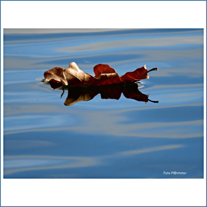 IMG_5905 Gedreven blad