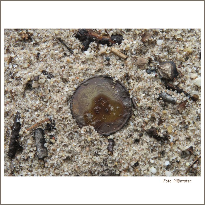 IMG_5915 Vijf eurocent